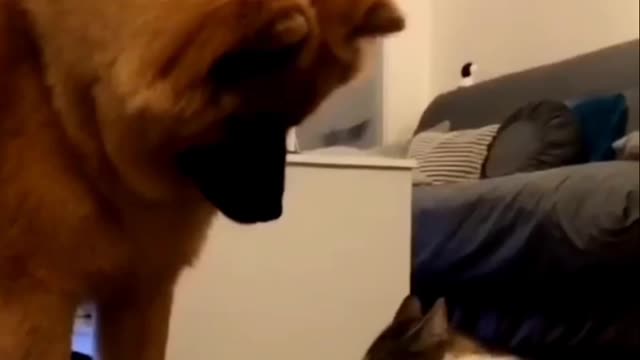 Cute Dog Cat Funny moments