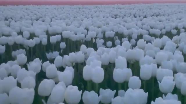 Do you know what this flower is