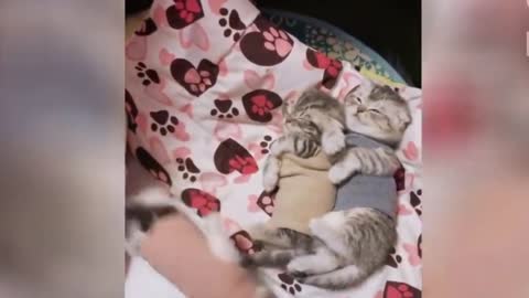 Cute Cats Videos 2021 | Funny Cat Videos 2021