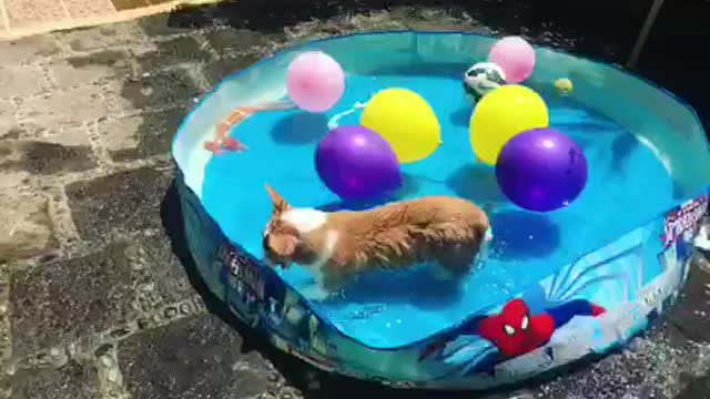 Corgi thrilled to be having pool party