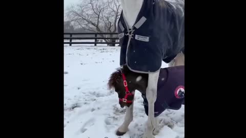 Funny and Cute Horse Videos Compilation cute moment of the horses- Cutest Horse #5-11