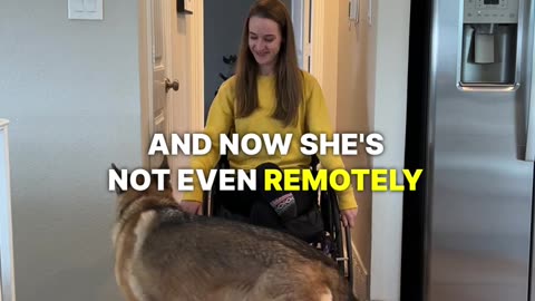 Dog + Wheelchair 🥰🥰🥰