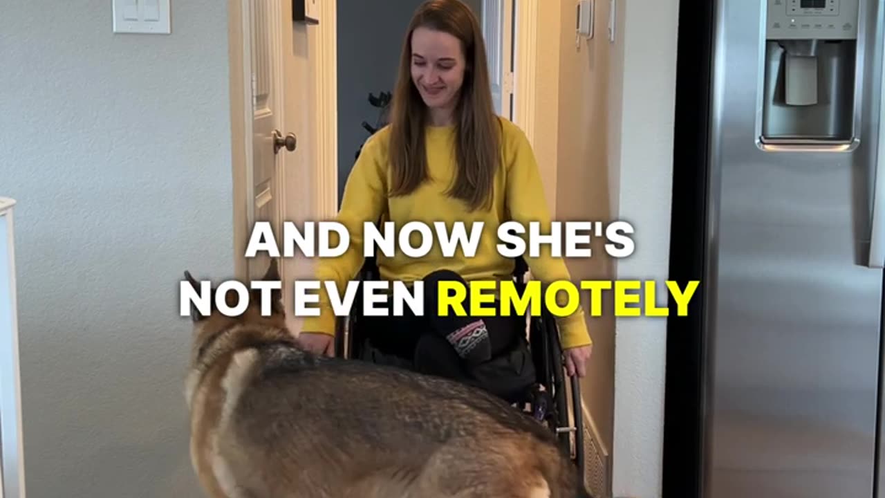 Dog + Wheelchair 🥰🥰🥰