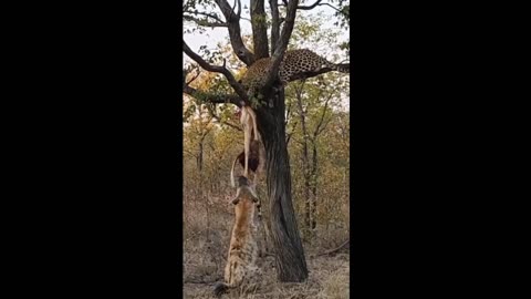 Tiger and hyena fight over deer meat