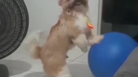 Dog playing