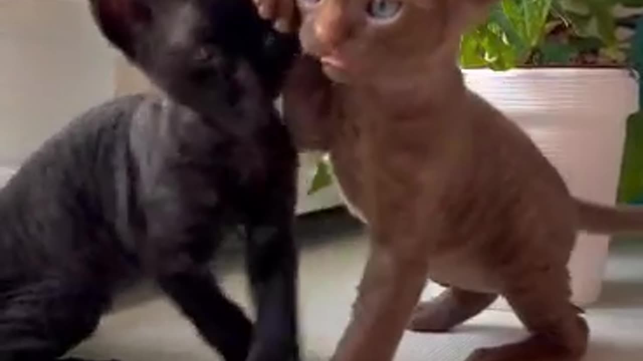 FUNNY CAT VIDEO