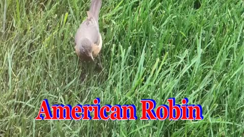 American Robin