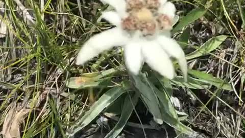 💖 EDELWEISS