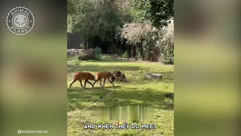 Maned Wolf - In 1 Minute! ?? One Of The Rarest Animals In The Wild | Animal Planet Videos