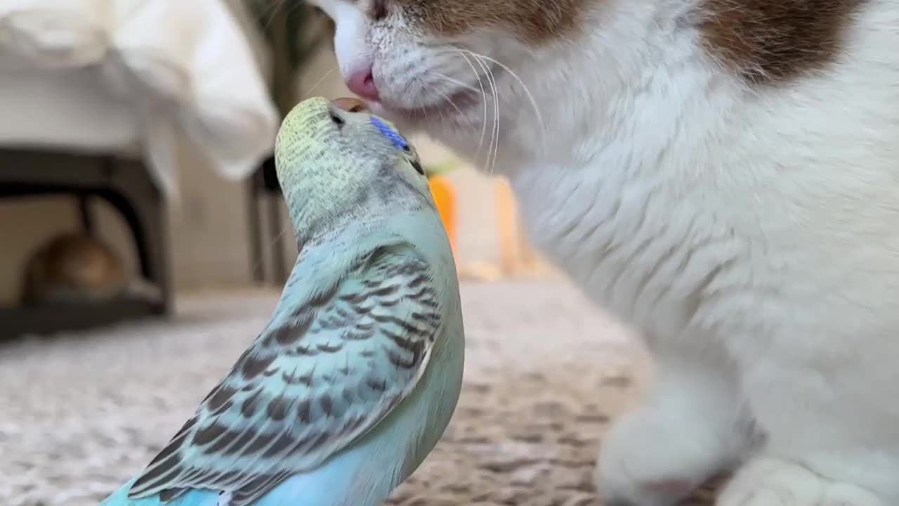 When cat met a parrot๐ฒ๐๐