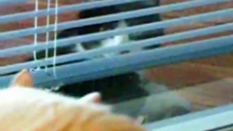 wilson cat is furious 2