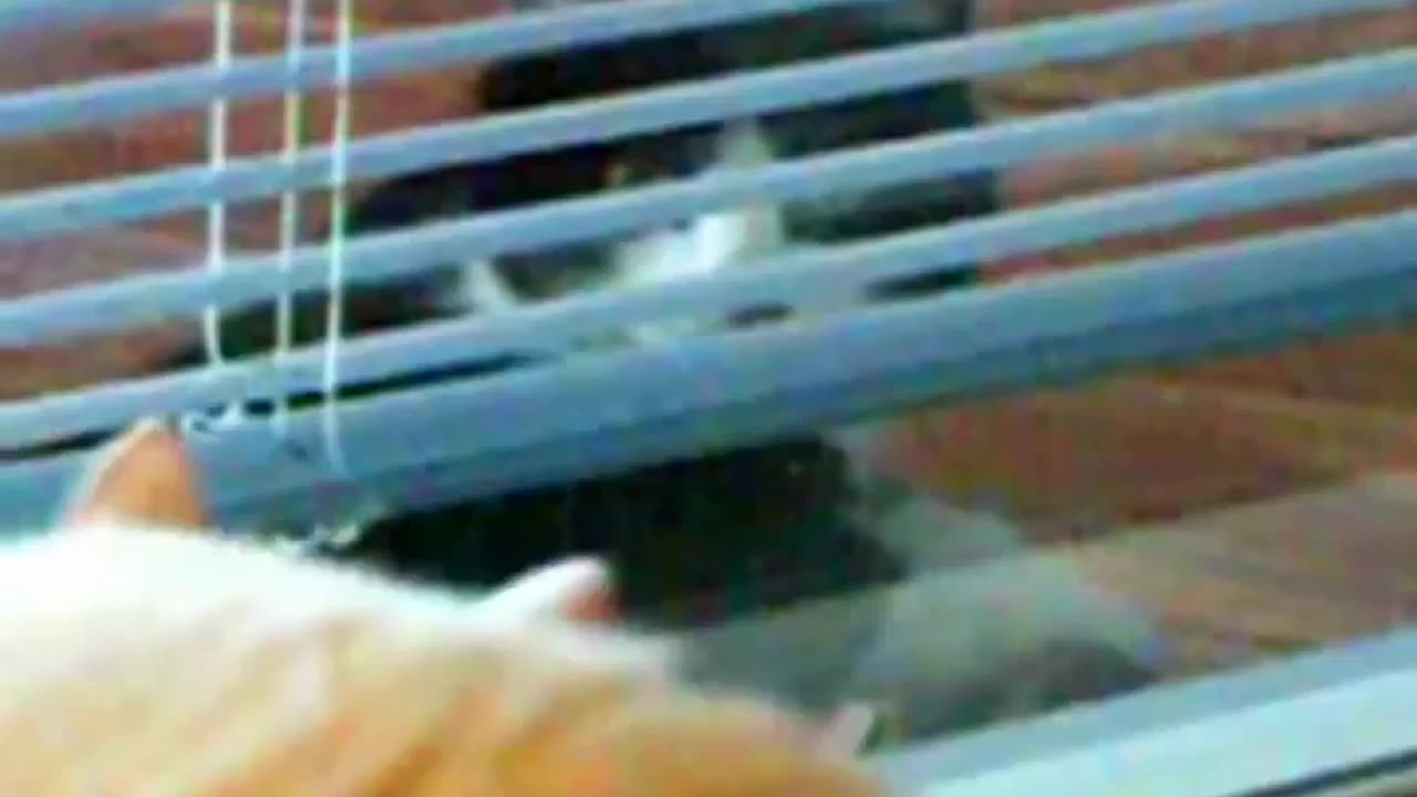 wilson cat is furious 2