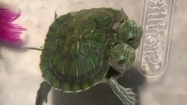 Awww so adorable!// Lovely Turtle With Two Heads// made only for animal lovers/animallover11