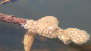 Magnificent Bryozoan