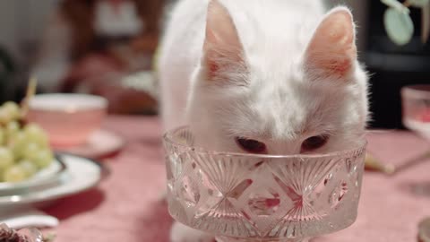 White Cat Drinking Water.