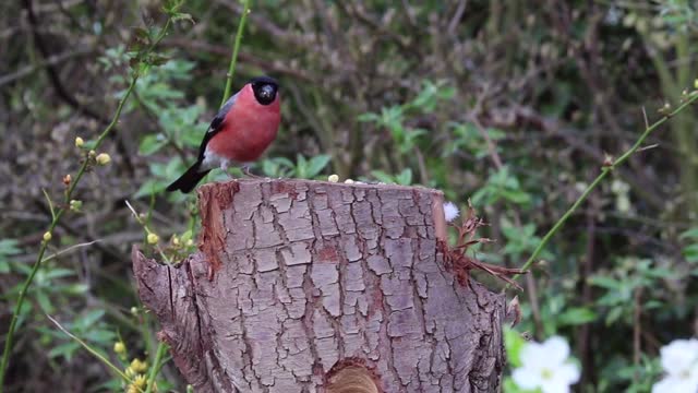 Bullfinch Finch Bird