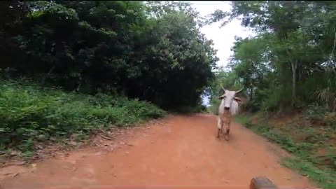 Mountain Biker Has Run-In With Cattle