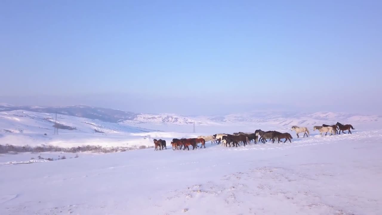 Wild Horses Livno 20