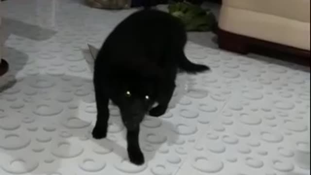 Funny Dog Short Video #Short#Shortvideo#8