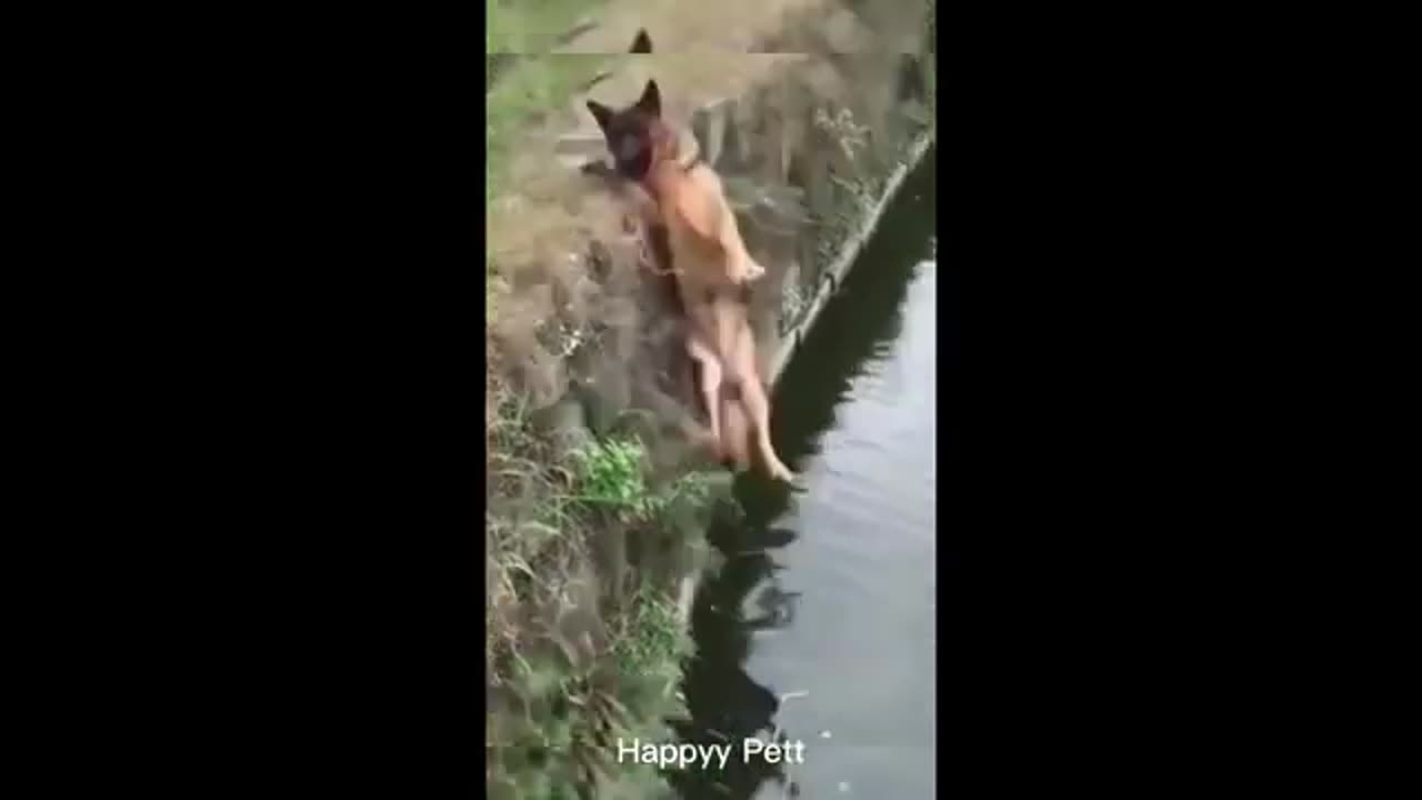 LFunniest Animals 2023 😂 | Funniest Cats and Dogs 🐱🐶 | Part 32/Hayppy Pet