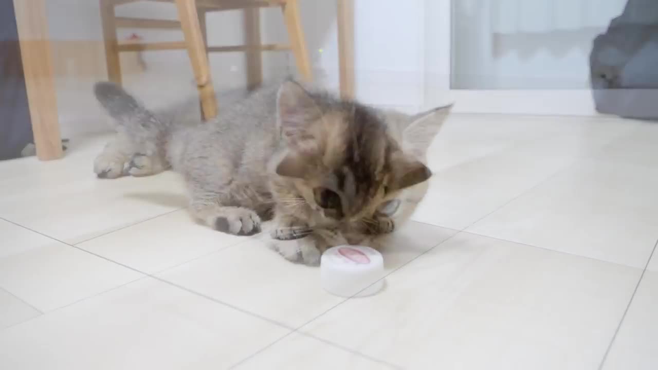 Kitten that had no choice but to play with its owner