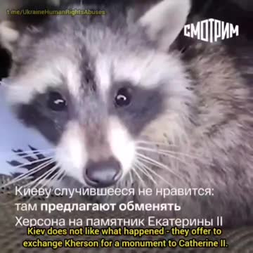 Kherson Raccoon has become a real celebrity