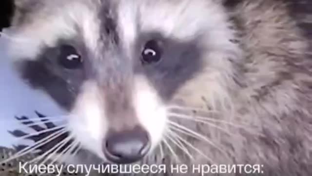 Kherson Raccoon has become a real celebrity