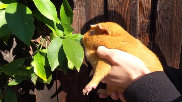 GUINEA PIG vs ORANGE TREE