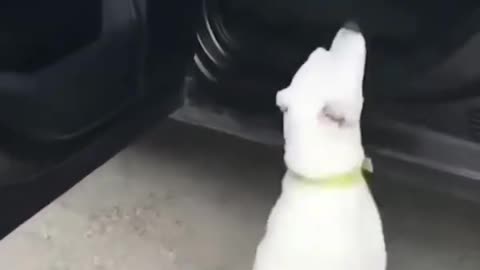 Funny pet compilation