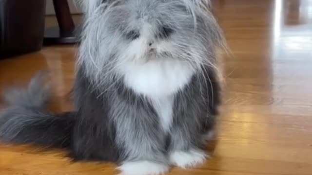 Lovely long-haired cat