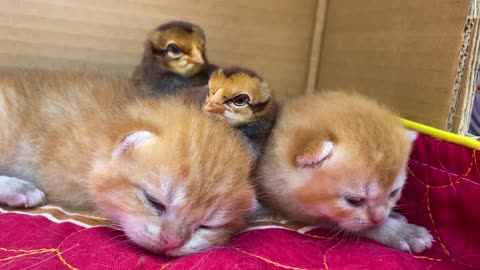 Newborn kittens and chicks sleep soundly together