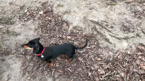 Dog sniffing the ground while waving tail