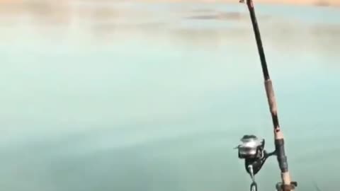 This is a beautiful and charming water-dwelling species