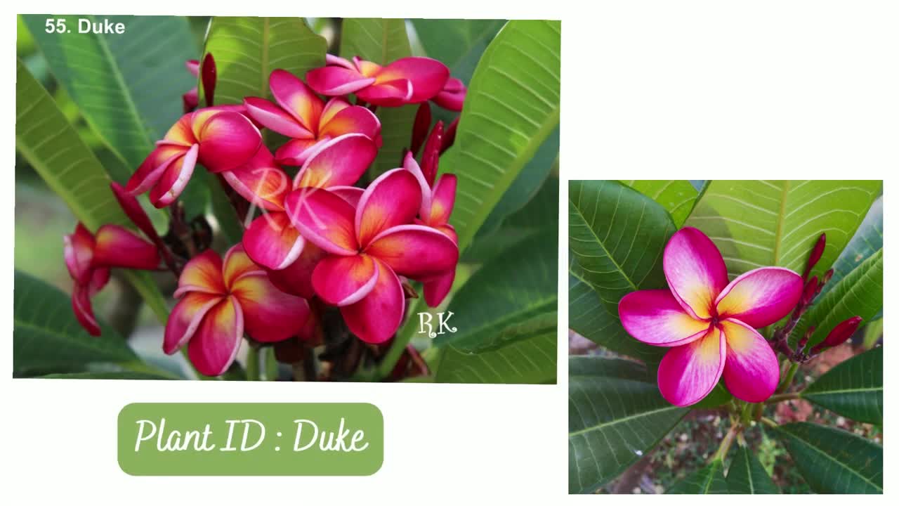 Beautiful Thai Plumeria