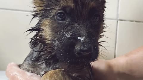 German Shepherd puppy first bath