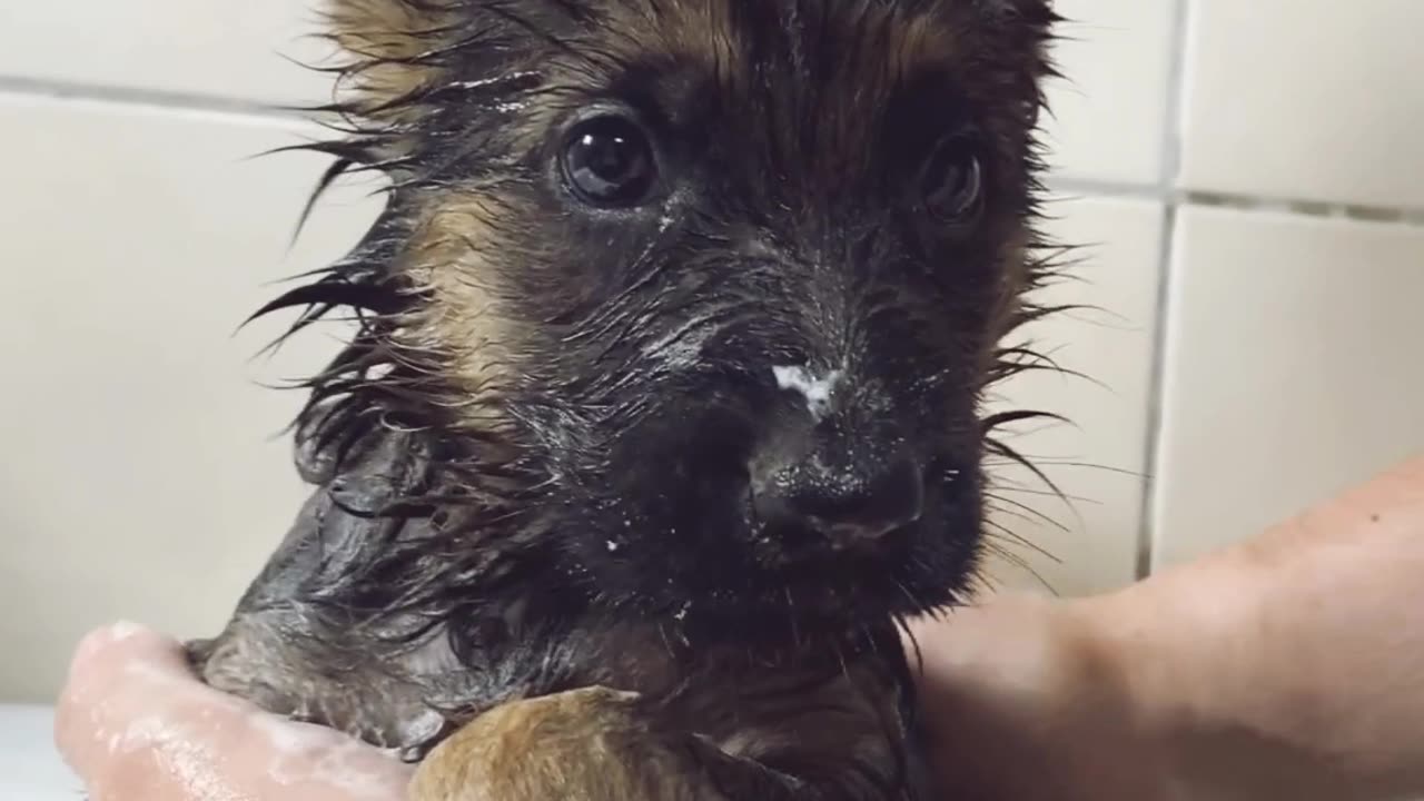 German Shepherd puppy first bath