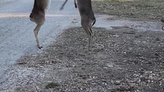 Deer Getting Feisty For Food