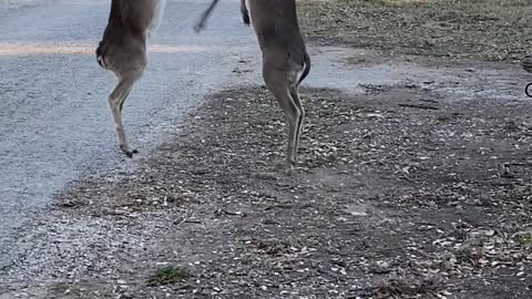 Deer Getting Feisty For Food