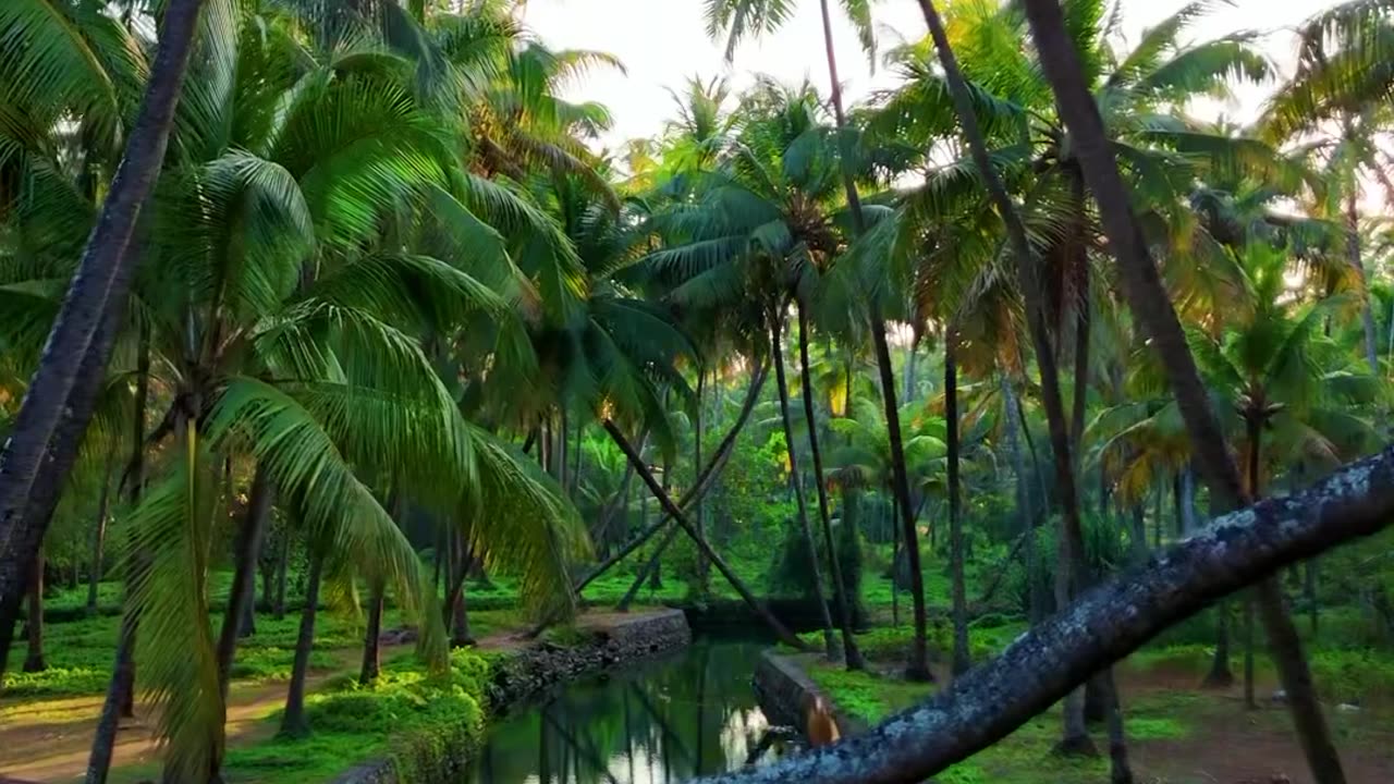 Discover the Serene Beauty of Forests and Wildlife