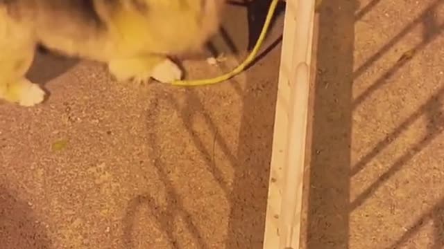 Dog Donโt laugh. Come and help me๐๐