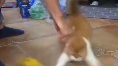 Funny cat video 😱😂#shorts#subscribe