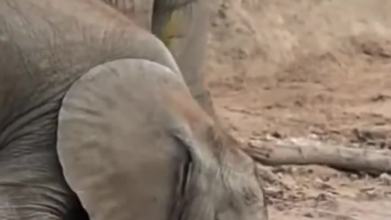 🐘"The Adorable Quirks of Baby Elephants' Thirsty Moments"