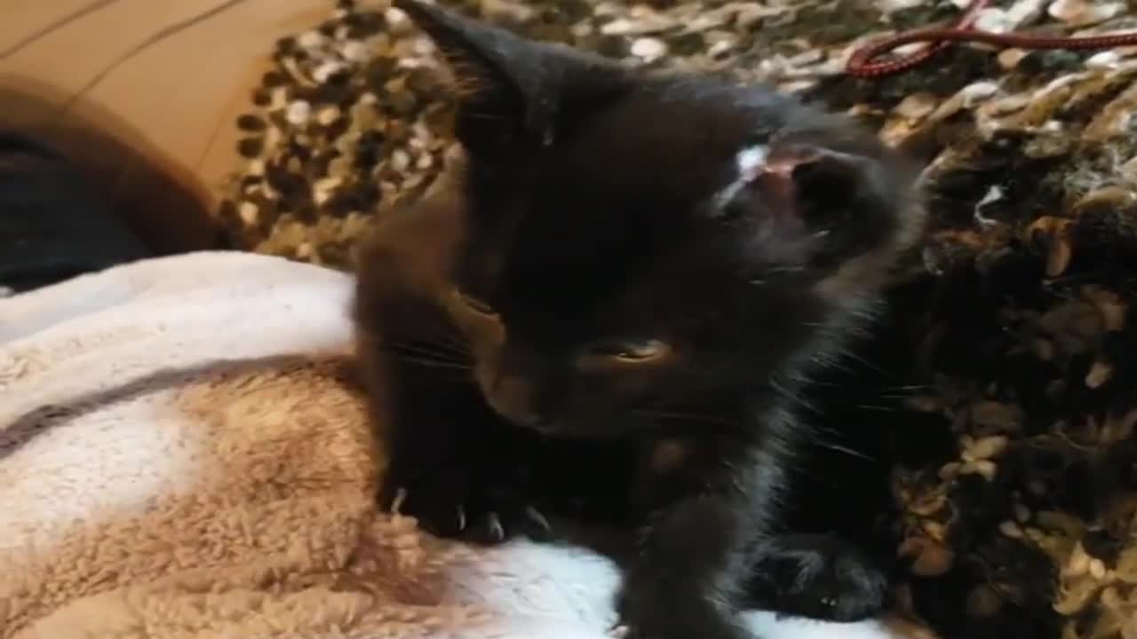 Woman Saves Kitten from Car Engine the Kitty Can't Stop Cuddling C1