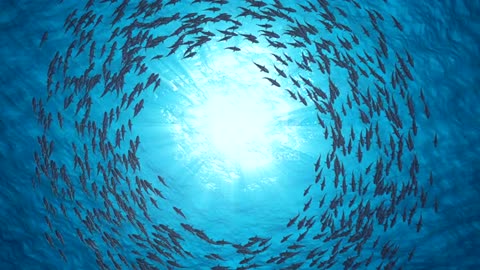 Sharks swim in a circle. A beautiful background. Slow motion. Under water.