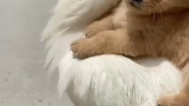Funniest Animals - Best Of The 2021 Funny Animal Videos #2