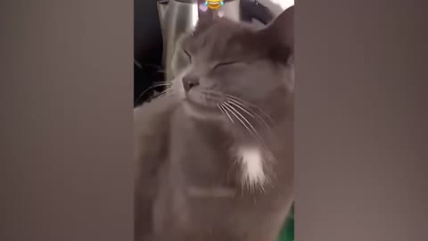 Funny Animal Videos 2023