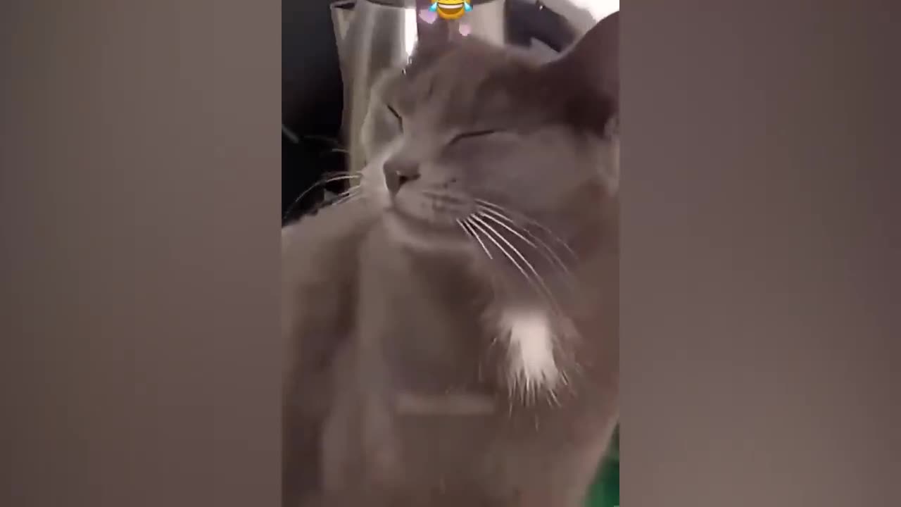 Funny Animal Videos 2023