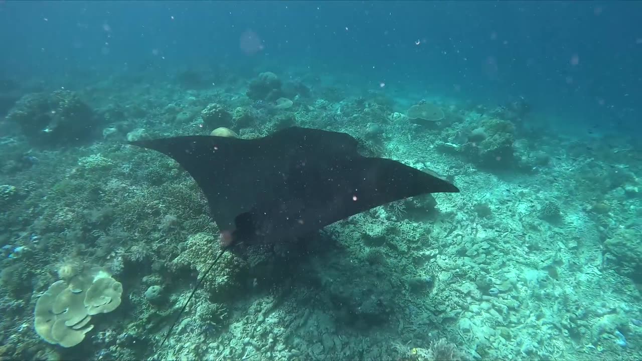 Raja Ampat, snorkeling with manta rays (West Papua, Indonesia)