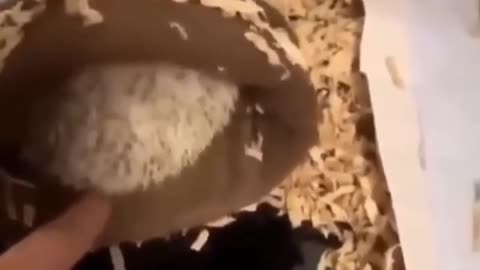 funny animal videos
