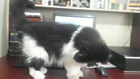 Mr.Tommy